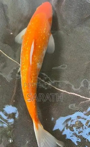 Koi 1 Feet Fish