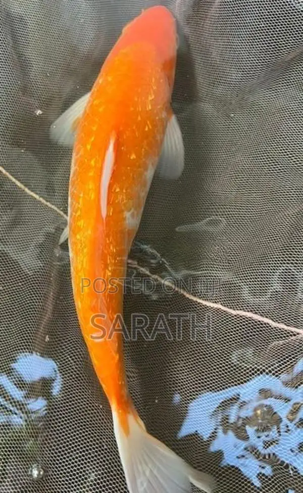 Koi 1 Feet Fish