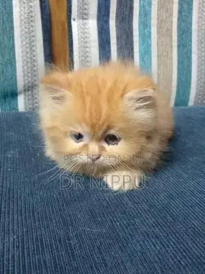 Ginger Persian Kitten