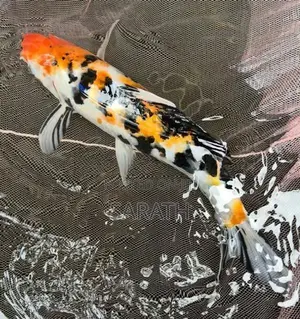 Koi 1 Feet Fish