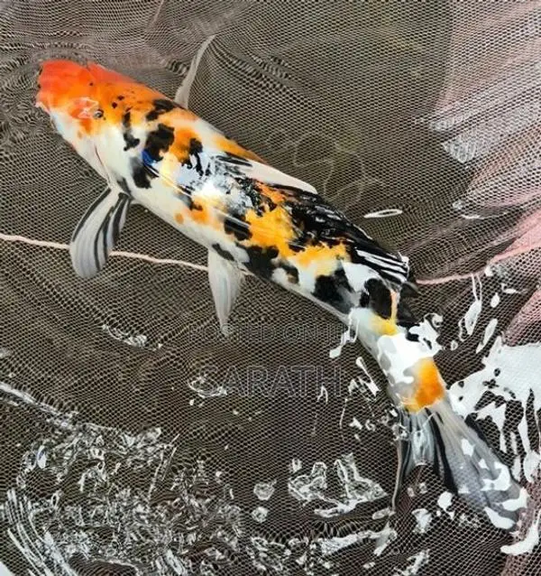 Koi 1 Feet Fish