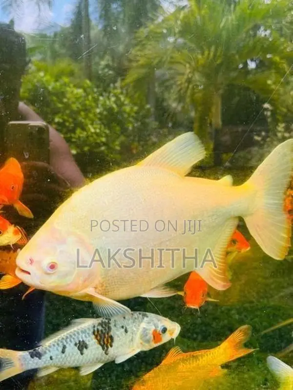 Albino Pacu 1 Feet