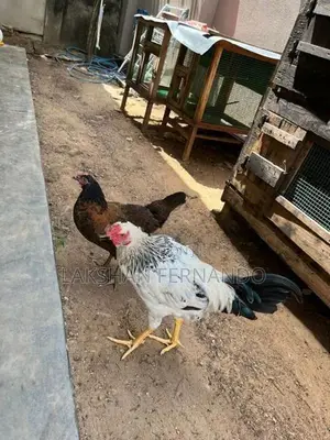 ගම් කුකුළු ජොඩුවක්