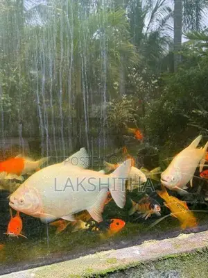Albino Pacu 1 Feet