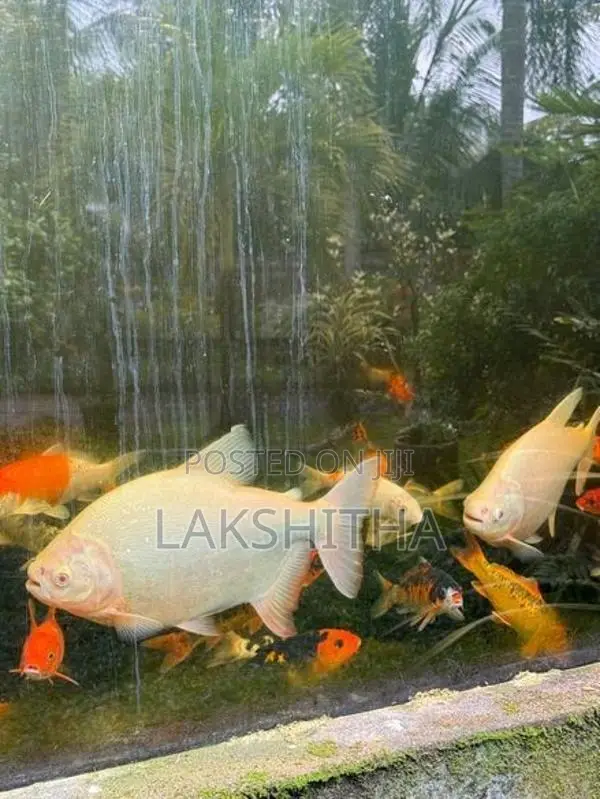 Albino Pacu 1 Feet