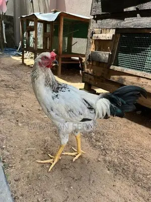 ගම් කුකුළු ජොඩුවක්