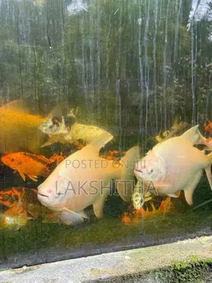 Albino Pacu 1 Feet