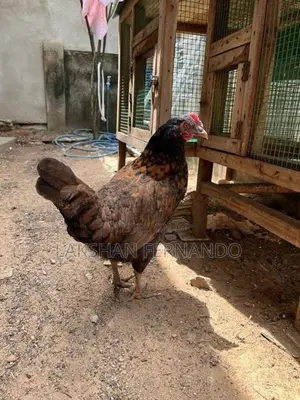ගම් කුකුළු ජොඩුවක්