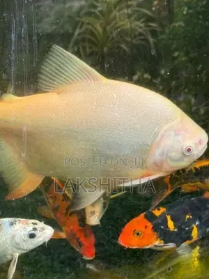 Albino Pacu 1 Feet