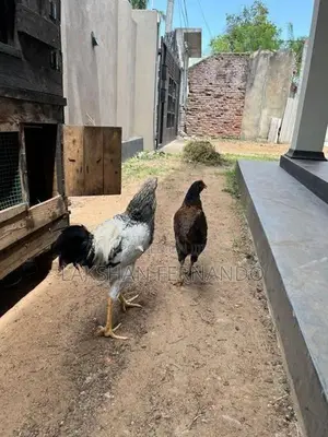 ගම් කුකුළු ජොඩුවක්