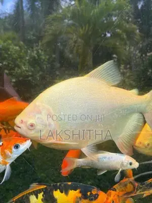Albino Pacu 1 Feet