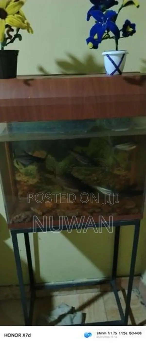 Fish Tank with