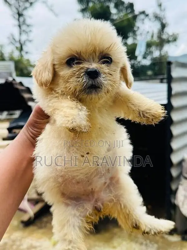 Shih Tzu Puppies