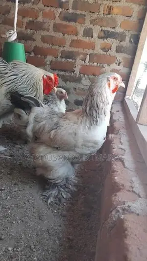 Brahma Chicken