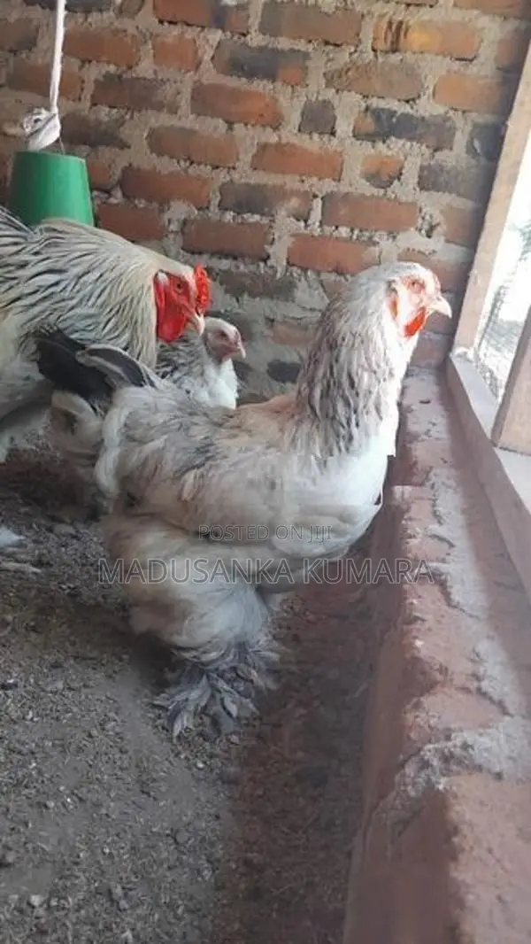 Brahma Chicken
