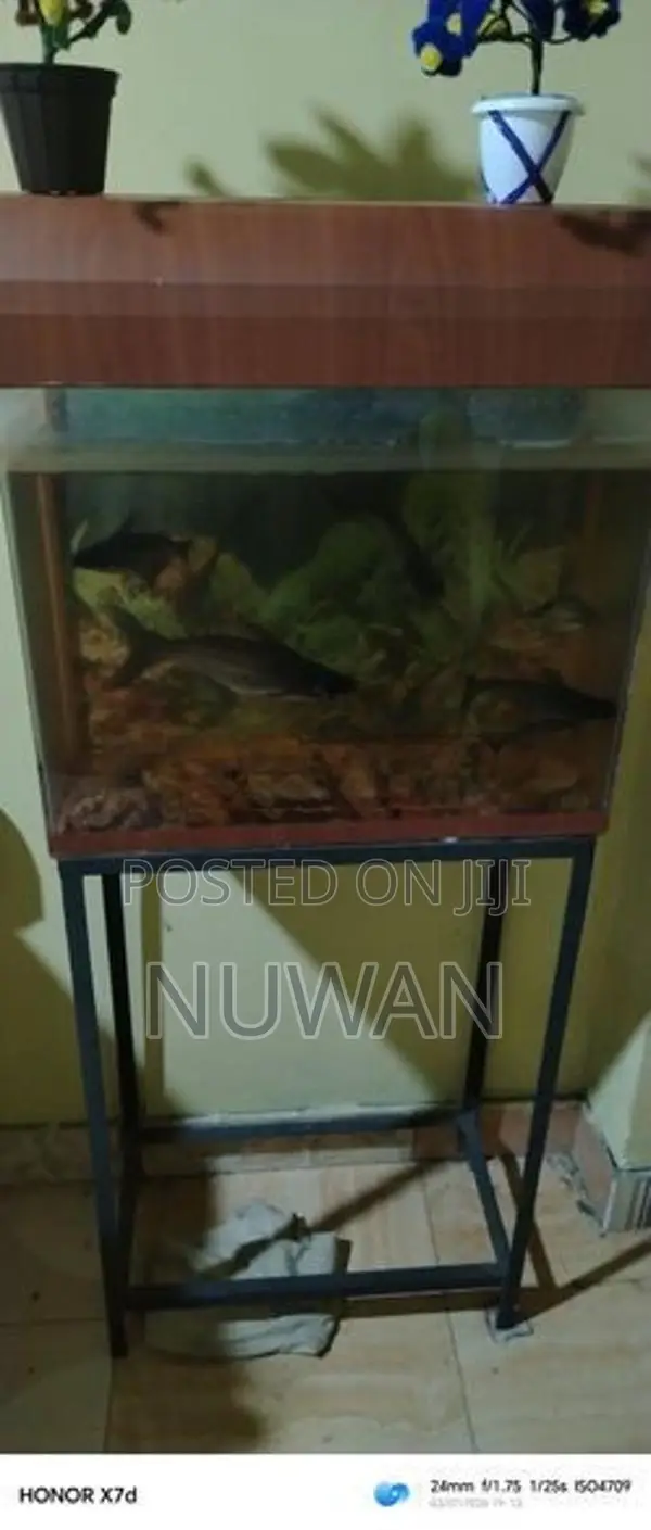 Fish Tank with