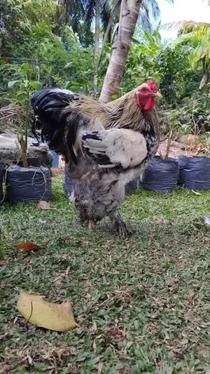 Brahma Chicken