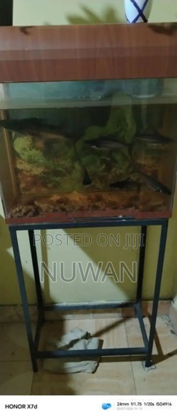 Fish Tank with