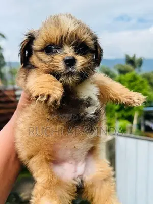 Shih Tzu Puppies