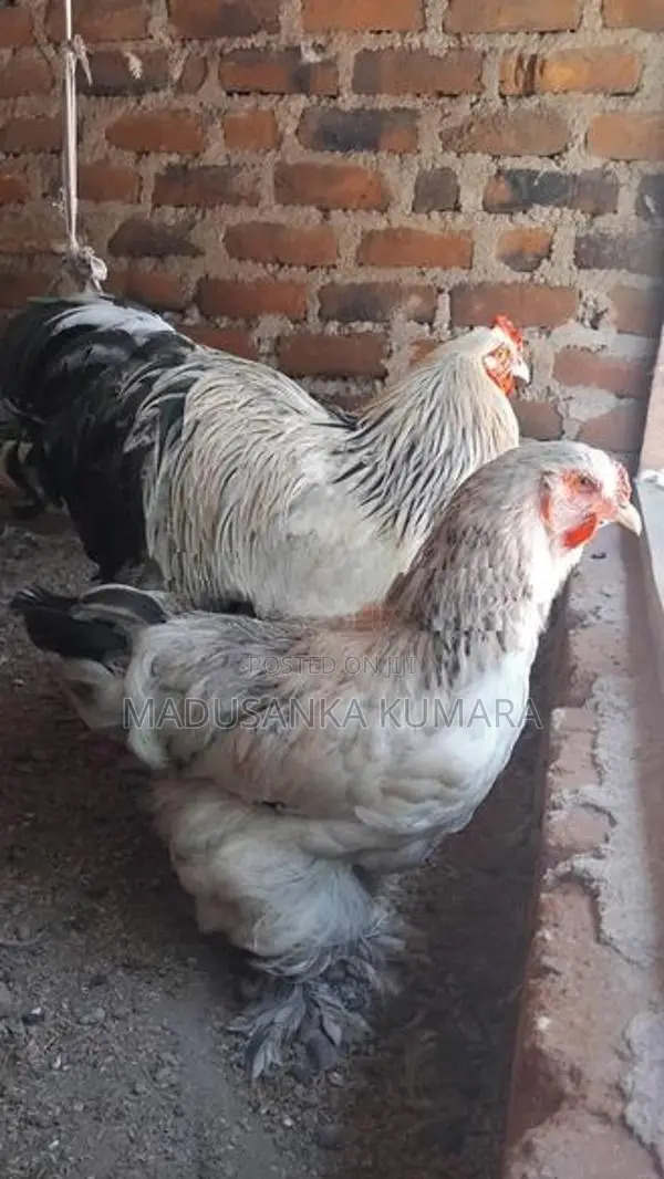 Brahma Chicken