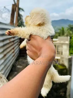Shih Tzu Puppies