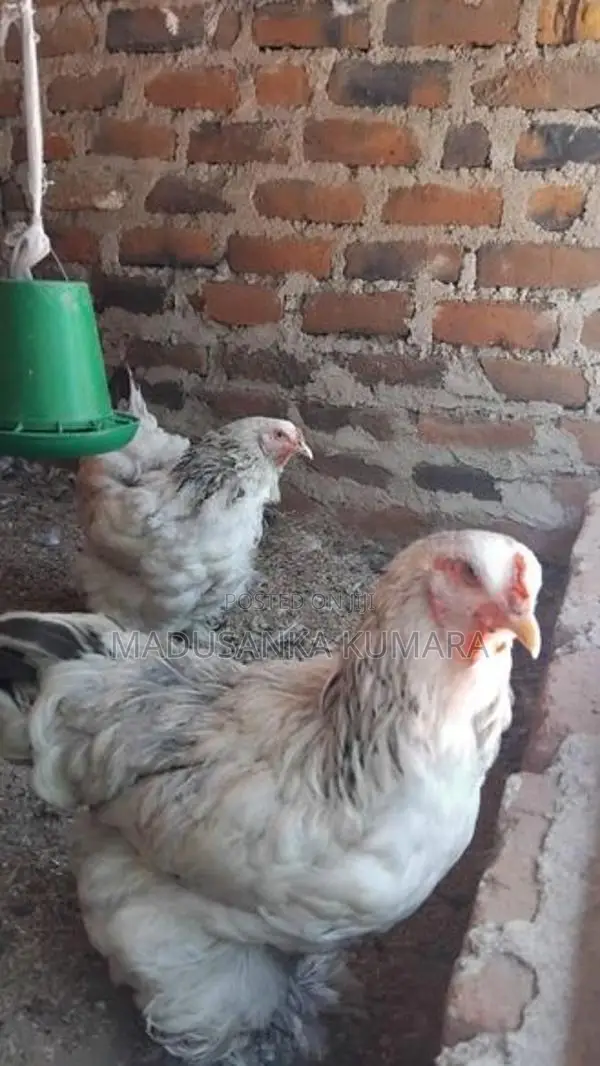 Brahma Chicken