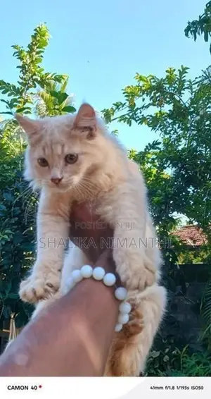 Persian Cat
