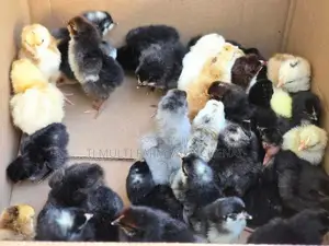 நாட்டுக்கோழிக்குஞ்சுகள்