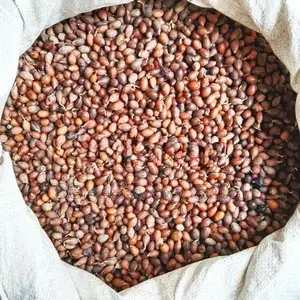 කුරැදු ඇට