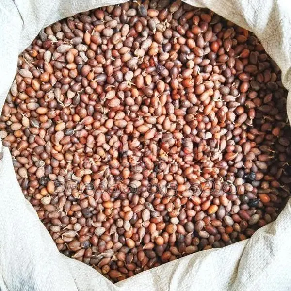 කුරැදු ඇට