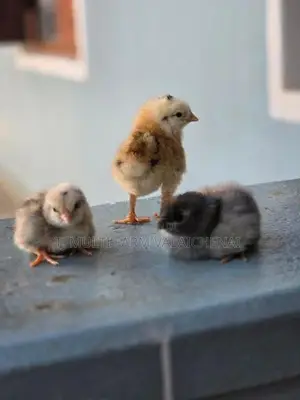 நாட்டுக்கோழிக்குஞ்சுகள்