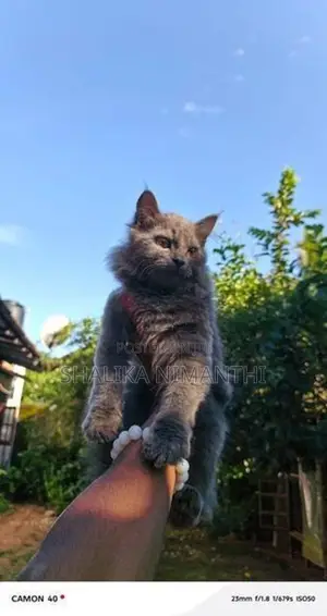 Persian Cat