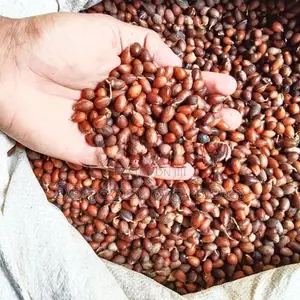 කුරැදු ඇට