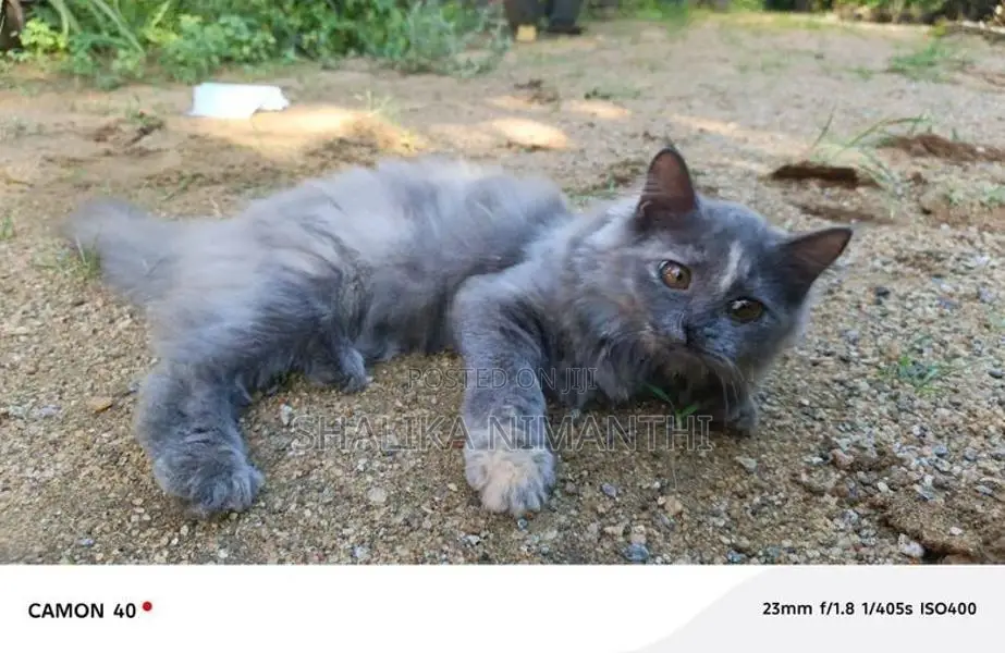 Persian Cat