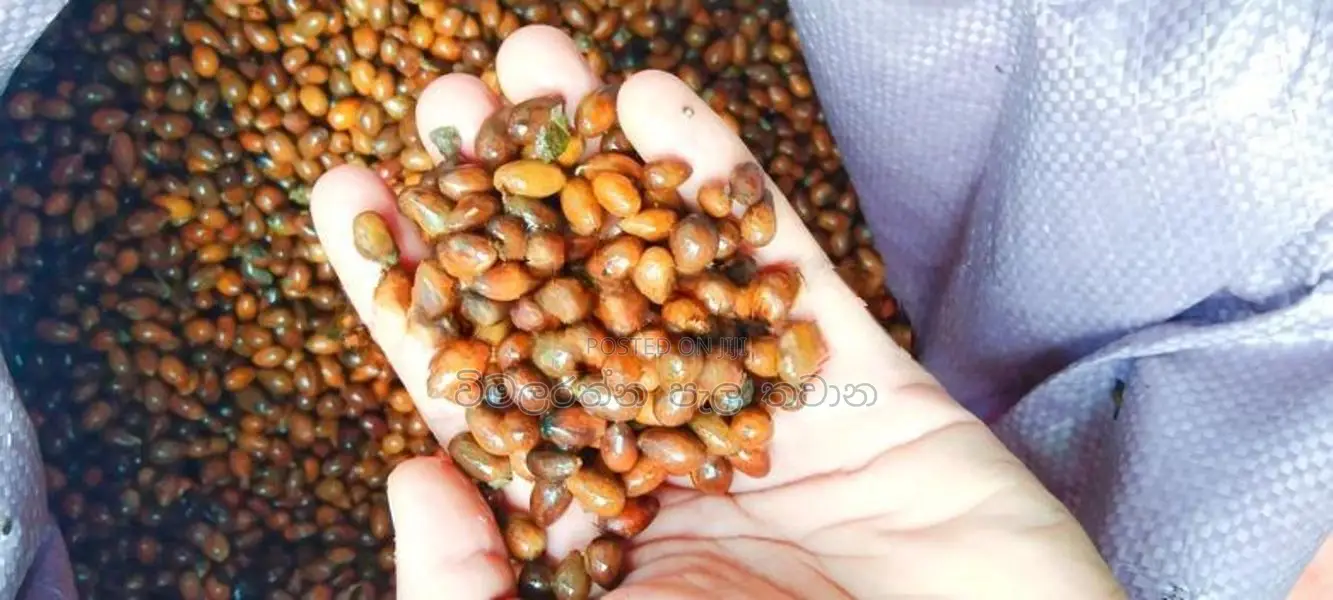 කුරැදු ඇට