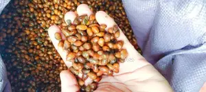 කුරැදු ඇට