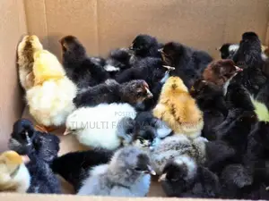 நாட்டுக்கோழிக்குஞ்சுகள்