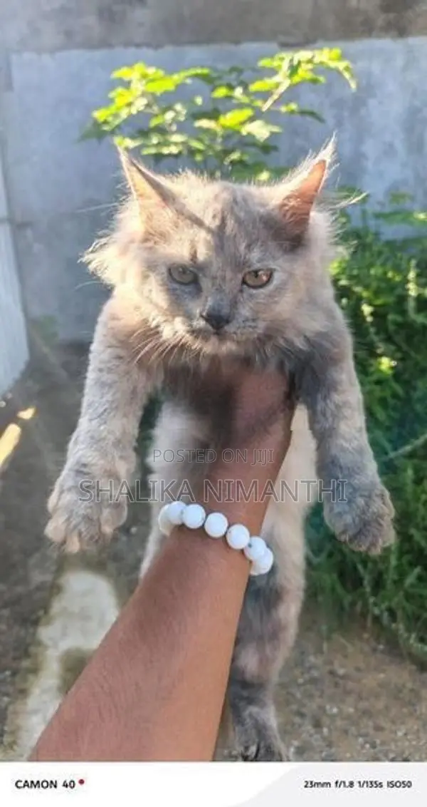 Persian Cat