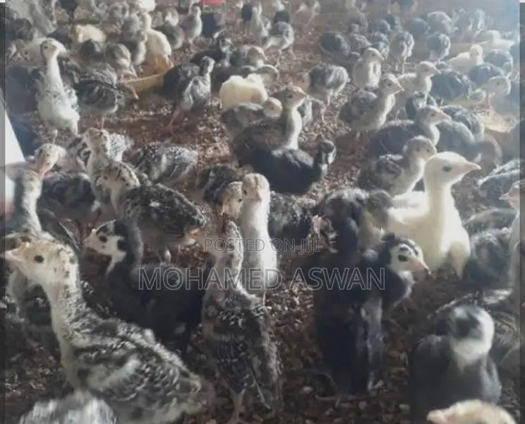 வான்கோழி குஞ்சு