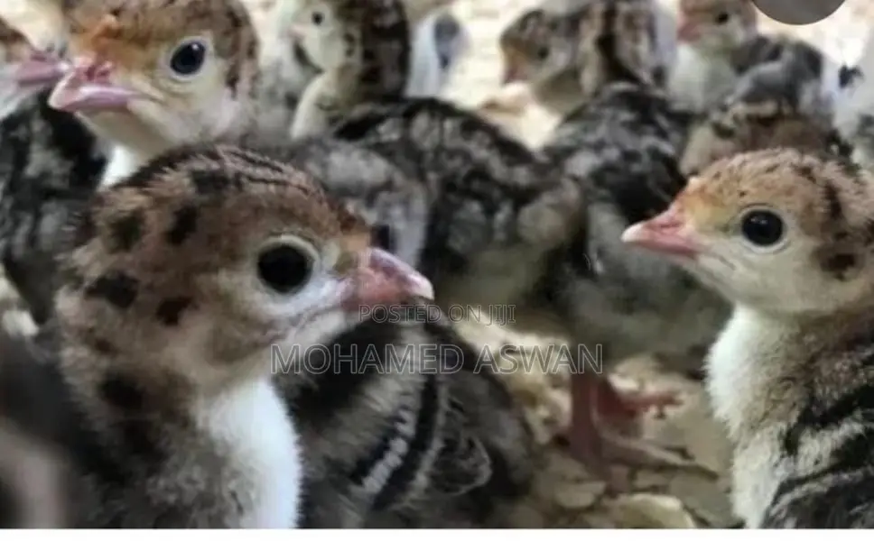 வான்கோழி குஞ்சு