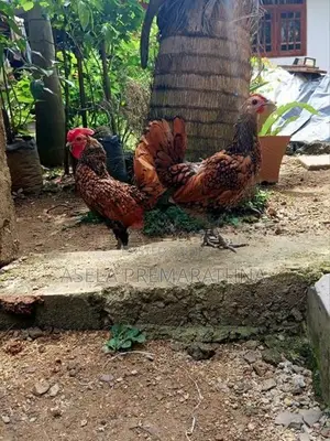 Gold Sebright Chicks