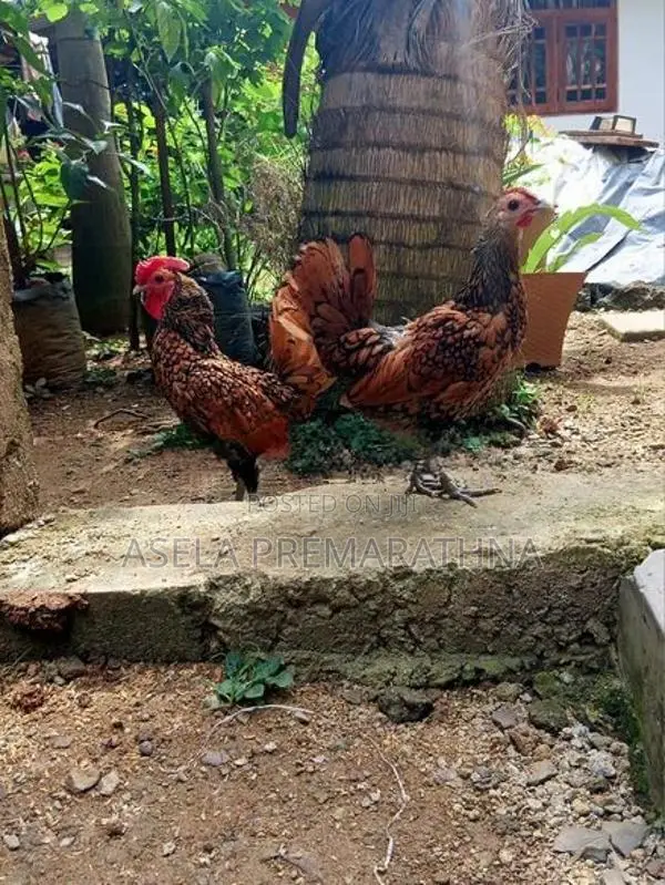 Gold Sebright Chicks