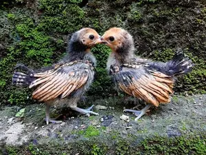 Gold Sebright Chicks