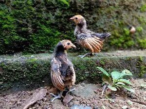 Gold Sebright Chicks