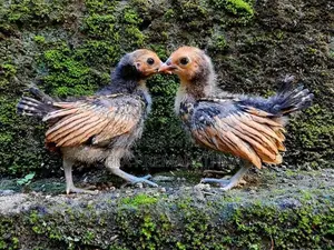 Gold Sebright Chicks