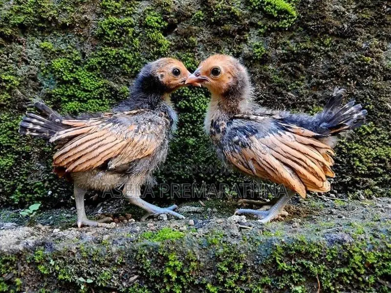 Gold Sebright Chicks
