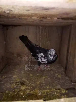 Pigeons