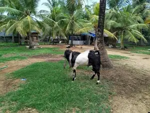 Jamnapari Goat