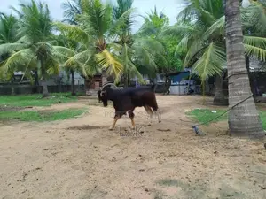Alpine Male Goat
