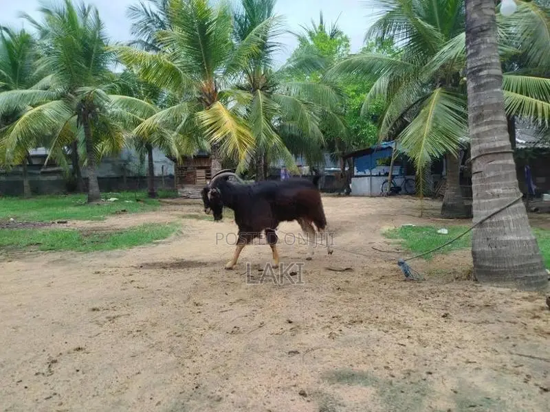Alpine Male Goat